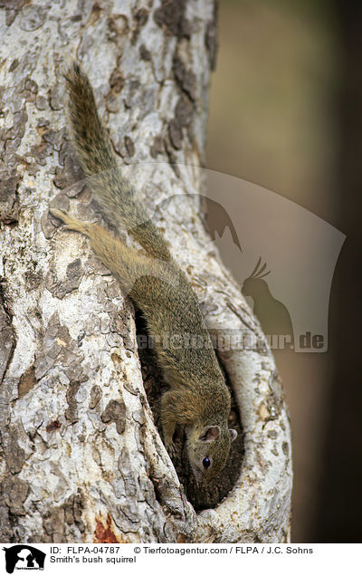 Smith-Buschhrnchen / Smith's bush squirrel / FLPA-04787