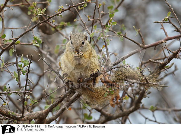 Smith's bush squirrel / FLPA-04788