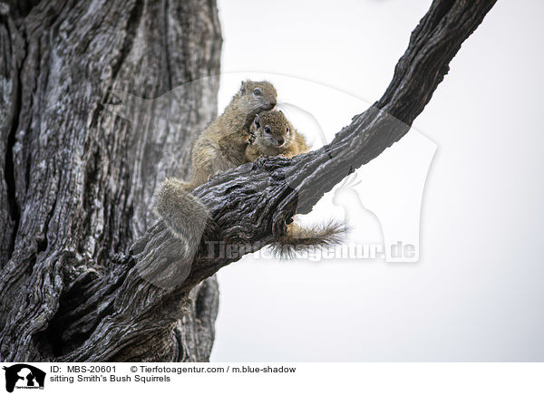 sitting Smith's Bush Squirrels / MBS-20601