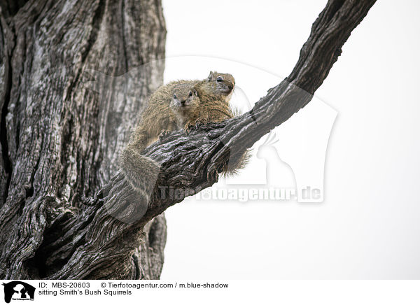 sitzende Smith-Buschhrnchen / sitting Smith's Bush Squirrels / MBS-20603