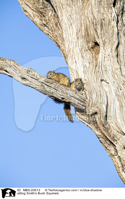 sitzende Smith-Buschhrnchen / sitting Smith's Bush Squirrels / MBS-20613