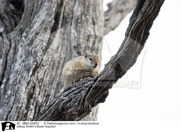 sitting Smith's Bush Squirrel / MBS-20653