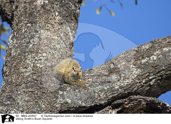 sitting Smith's Bush Squirrel / MBS-20657