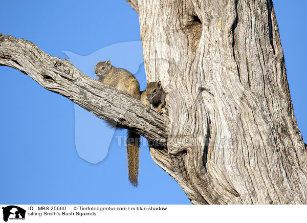 sitting Smith's Bush Squirrels / MBS-20660