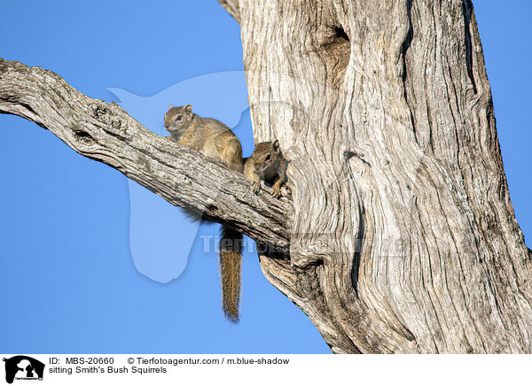 sitzende Smith-Buschhrnchen / sitting Smith's Bush Squirrels / MBS-20660