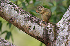 Smith's bush squirrel