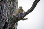 sitting Smith's Bush Squirrels