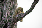 sitting Smith's Bush Squirrels