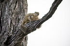 sitting Smith's Bush Squirrels