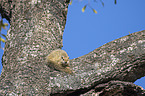 sitting Smith's Bush Squirrel