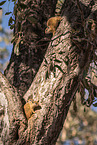 Smiths bush squirrels