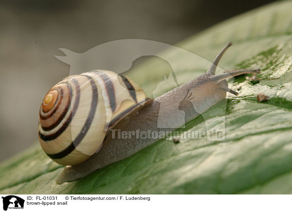 brown-lipped snail / FL-01031