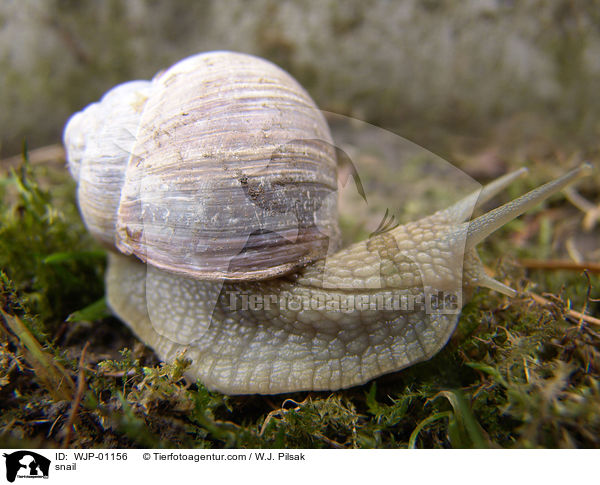 Schnecke / snail / WJP-01156