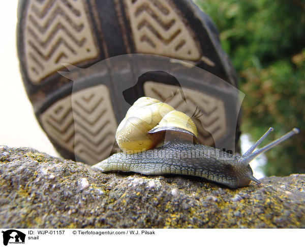 Schnecke / snail / WJP-01157