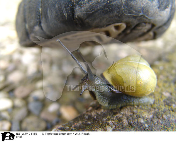 Schnecke / snail / WJP-01158