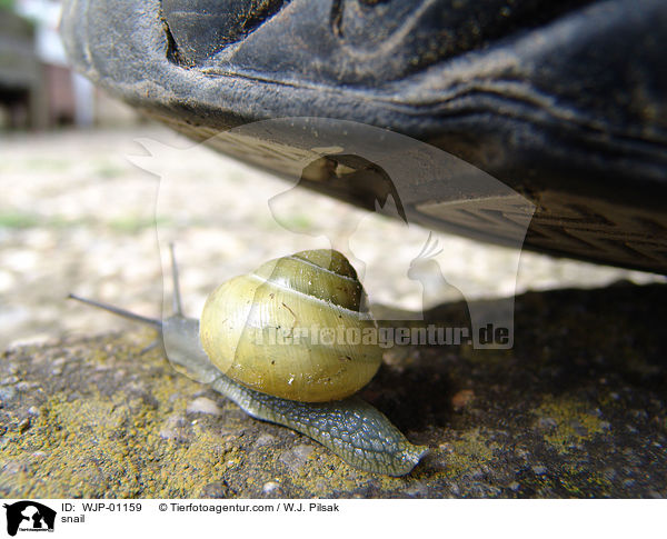 Schnecke / snail / WJP-01159