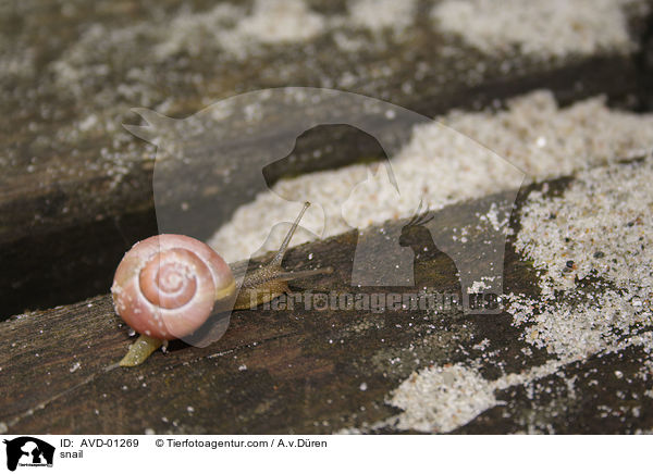 Schnecke / snail / AVD-01269