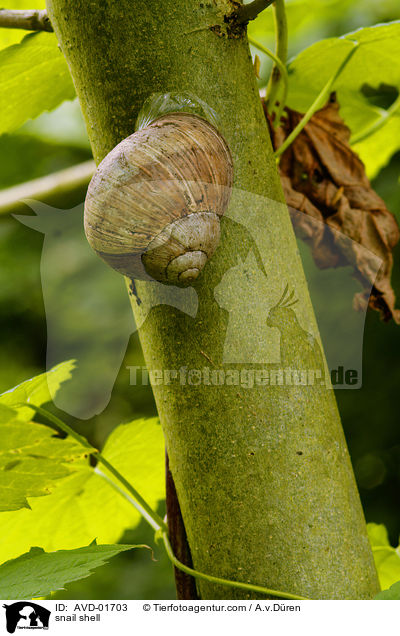 snail shell / AVD-01703