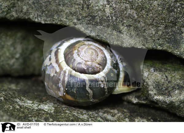 Schneckenhaus / snail shell / AVD-01705
