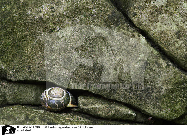 Schneckenhaus / snail shell / AVD-01706