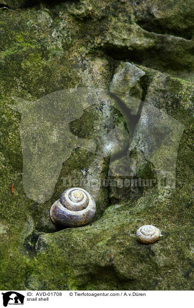 Schneckenhaus / snail shell / AVD-01708