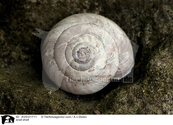 Schneckenhaus / snail shell / AVD-01711