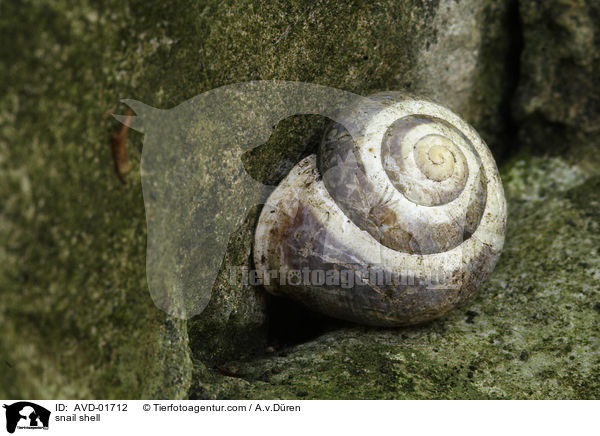 Schneckenhaus / snail shell / AVD-01712