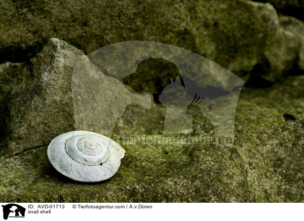 Schneckenhaus / snail shell / AVD-01713