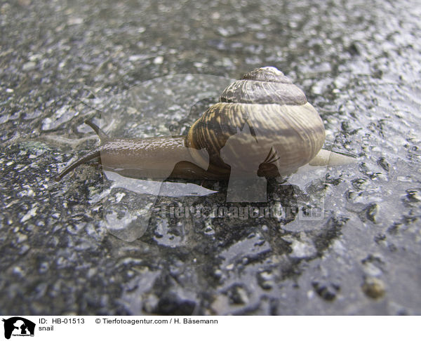 Schnecke / snail / HB-01513