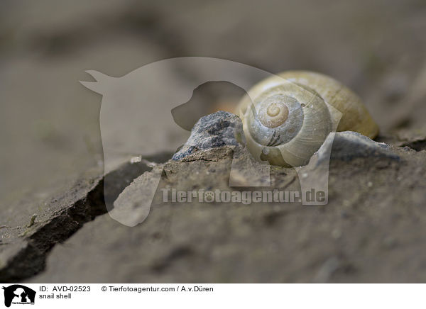 Schneckenhaus / snail shell / AVD-02523