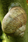 snail shell