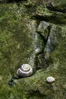 snail shell