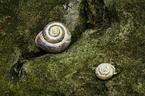 snail shell