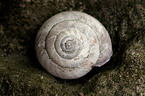 snail shell