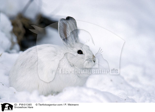Snowshoe Hare / PW-01385