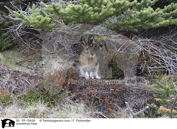 snowshoe hare / FF-15428