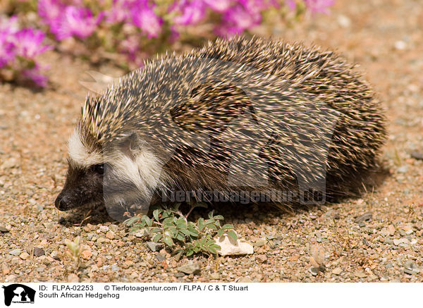 South African Hedgehog / FLPA-02253