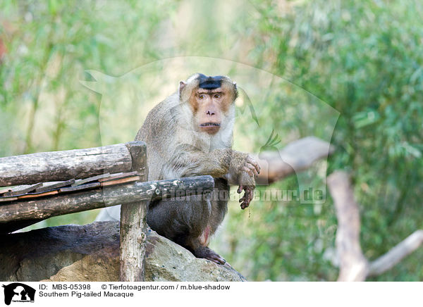 Southern Pig-tailed Macaque / MBS-05398