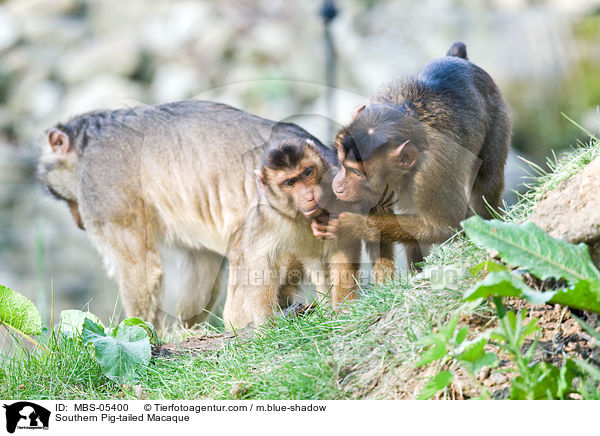 Southern Pig-tailed Macaque / MBS-05400