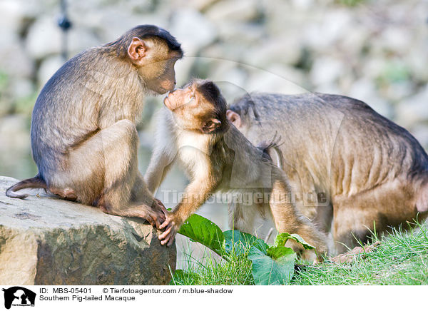 Sdlicher Schweinsaffe / Southern Pig-tailed Macaque / MBS-05401