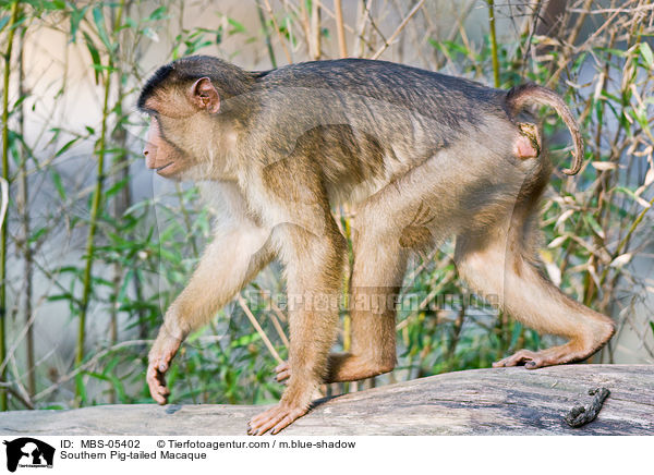Sdlicher Schweinsaffe / Southern Pig-tailed Macaque / MBS-05402
