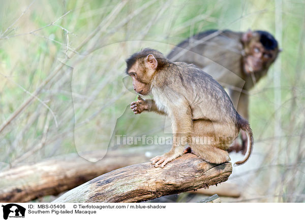 Sdlicher Schweinsaffe / Southern Pig-tailed Macaque / MBS-05406
