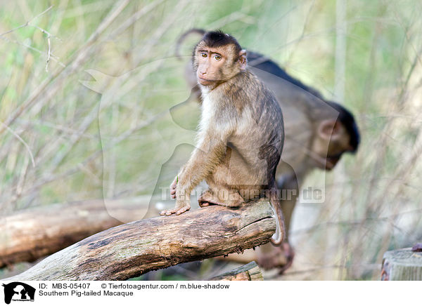 Sdlicher Schweinsaffe / Southern Pig-tailed Macaque / MBS-05407