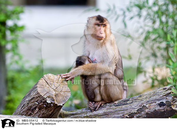 Southern Pig-tailed Macaque / MBS-05412