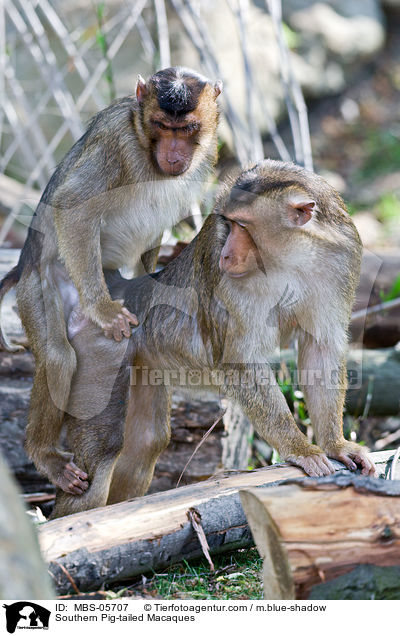 Southern Pig-tailed Macaques / MBS-05707