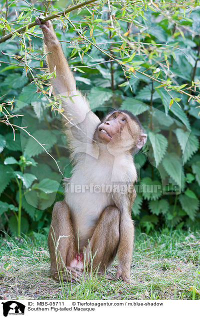 Southern Pig-tailed Macaque / MBS-05711