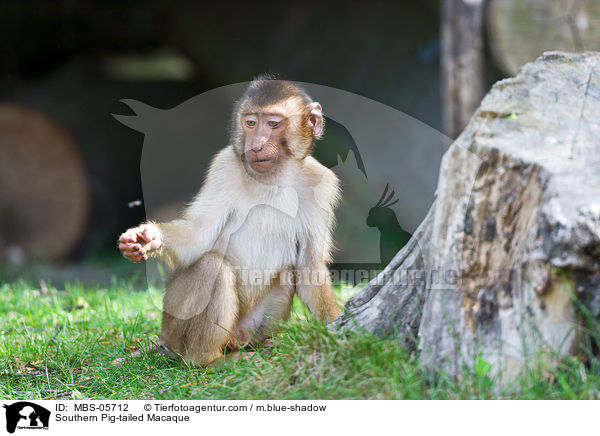 Southern Pig-tailed Macaque / MBS-05712
