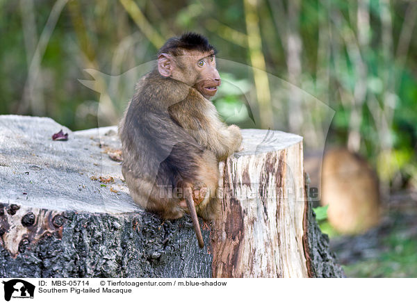 Southern Pig-tailed Macaque / MBS-05714