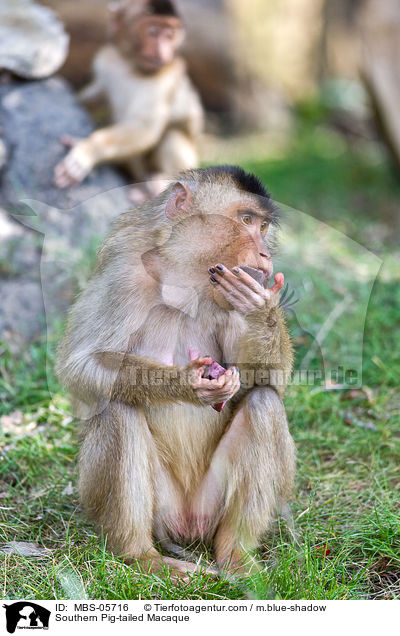 Southern Pig-tailed Macaque / MBS-05716