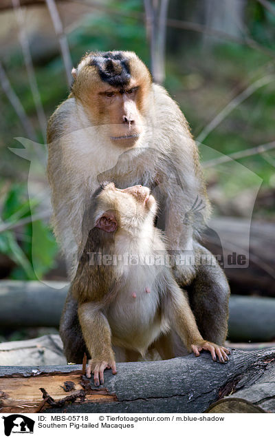 Southern Pig-tailed Macaques / MBS-05718